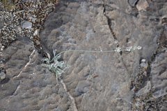 Froelichia arizonica