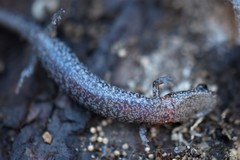 Plethodon angusticlavius