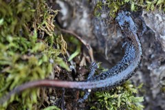 Plethodon angusticlavius