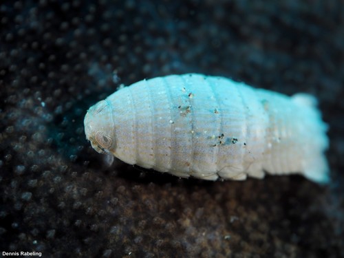 Representative image of Aega