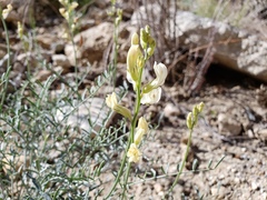 Astragalus pachypus