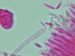 Mitrula lunulatospora