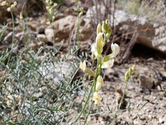 Astragalus pachypus