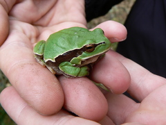 Hyla molleri