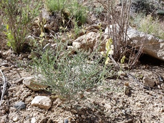 Astragalus pachypus
