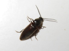 Hemicrepidius niger