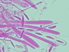 Mitrula lunulatospora