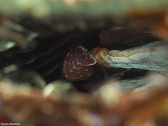 Pontonia pinnophylax