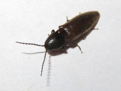 Hemicrepidius niger
