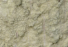 Lecanora thysanophora image