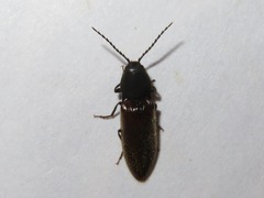 Hemicrepidius niger