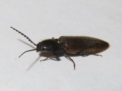 Hemicrepidius niger