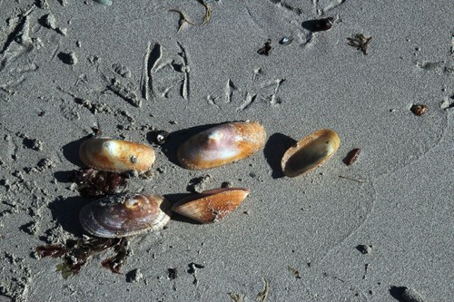 Cymbula compressa
