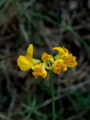 Coronilla juncea