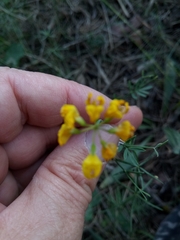 Coronilla juncea