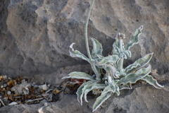 Froelichia arizonica