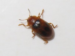 Coccidula scutellata