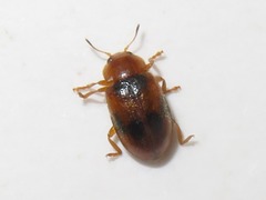 Coccidula scutellata