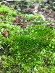 Dicranum flagellare