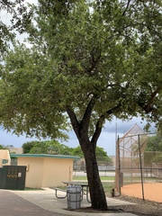 Quercus virginiana