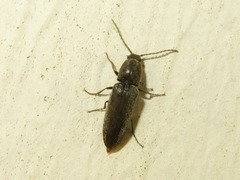 Cidnopus aeruginosus