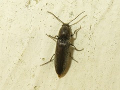 Cidnopus aeruginosus