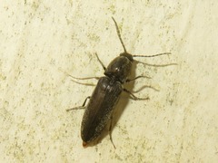 Cidnopus aeruginosus