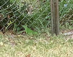 Iguana iguana