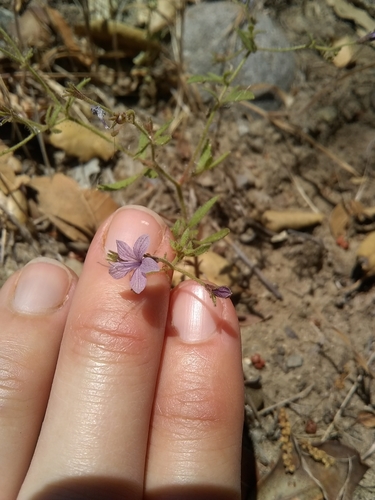 Sticky false gilyflower (Allophyllum glutinosum)