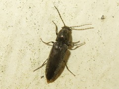 Cidnopus aeruginosus