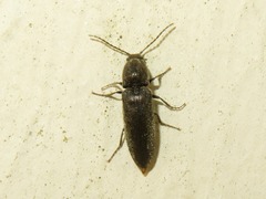 Cidnopus aeruginosus