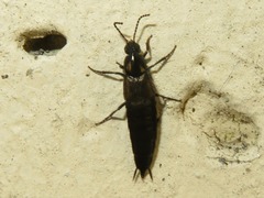 Philonthus cognatus