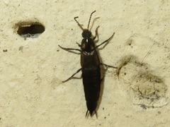 Philonthus cognatus