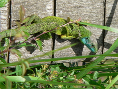 Lacerta schreiberi
