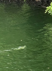 Iguana iguana