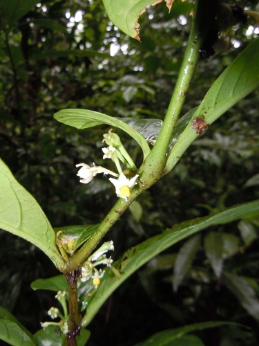 Solanum arboreum