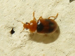 Coccidula scutellata