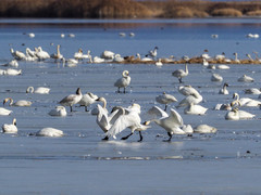 Cygnus columbianus columbianus