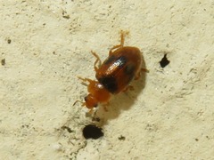 Coccidula scutellata
