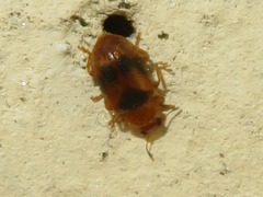 Coccidula scutellata
