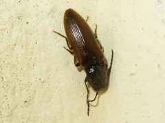 Hemicrepidius niger