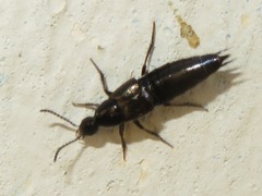 Philonthus carbonarius