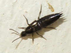 Philonthus carbonarius