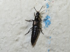 Philonthus carbonarius