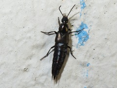 Philonthus carbonarius