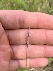 Polygala appendiculata