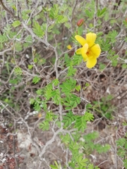 Chamaecrista greggii