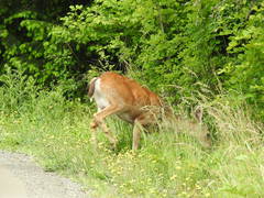 Odocoileus hemionus columbianus