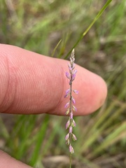 Polygala appendiculata