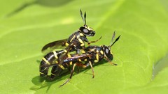 Sphiximorpha willistoni